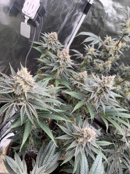 Strawberry Diesel. Week 12