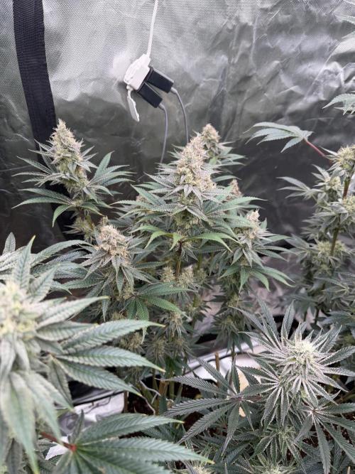 Strawberry Diesel. Week 12