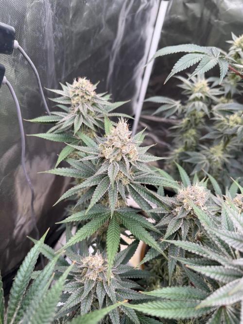 Strawberry Diesel. Week 12