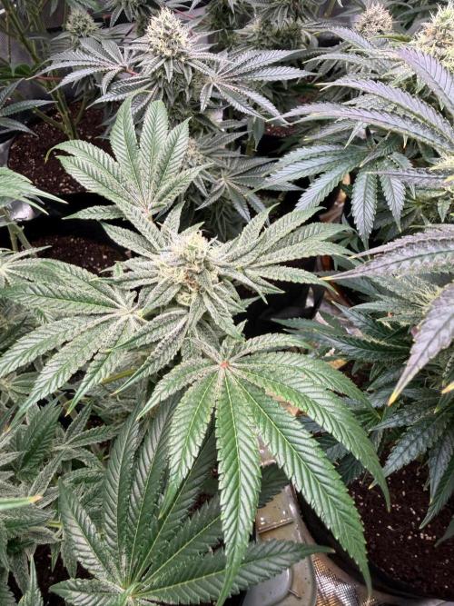 Strawberry Diesel. Week 12
