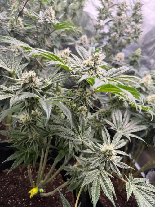 Strawberry Diesel. Week 12