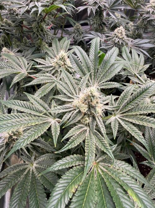 Strawberry Diesel. Week 12