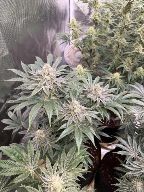 Strawberry Diesel. Week 12