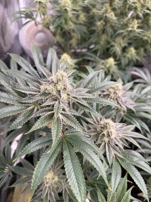 Strawberry Diesel. Week 12