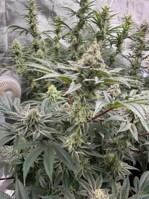Strawberry Diesel. Week 12