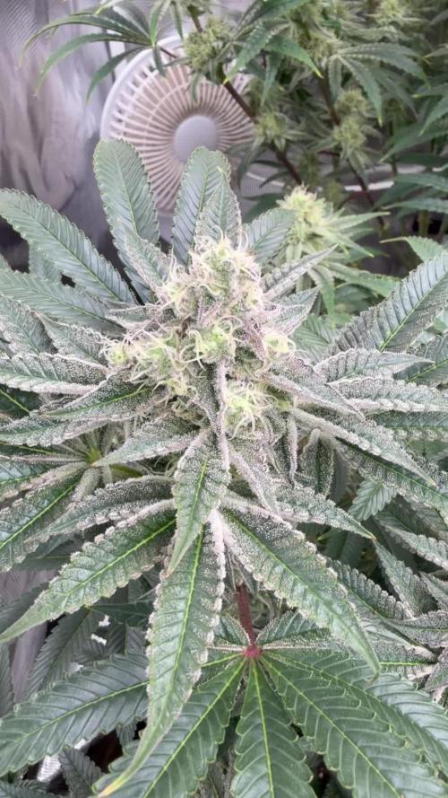 Strawberry Diesel
