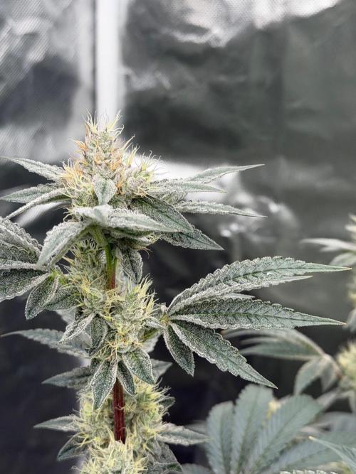 Cherry Poppers. Week 12