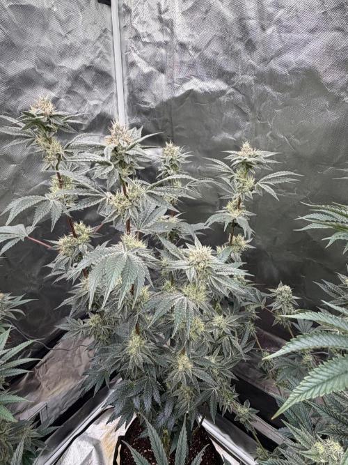 Cherry Poppers. Week 12
