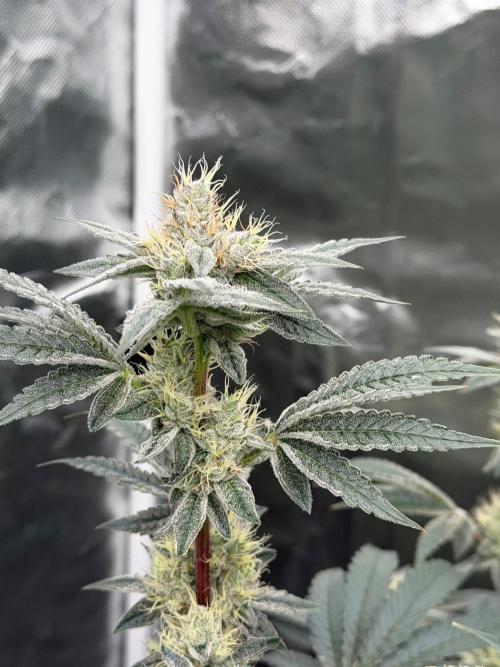 Cherry Poppers. Week 12