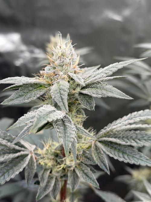 Cherry Poppers. Week 12