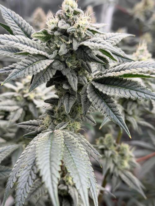 Cherry Poppers. Week 12