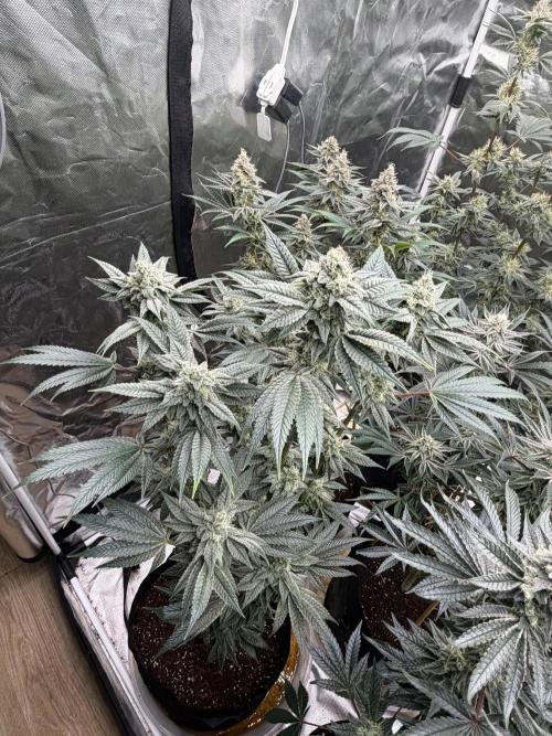 Cherry Poppers. Week 12
