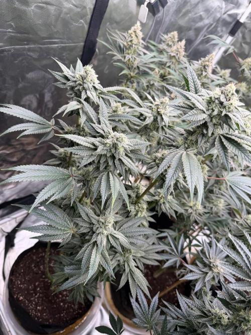 Cherry Poppers. Week 12