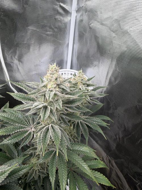 Cherry Poppers. Week 12
