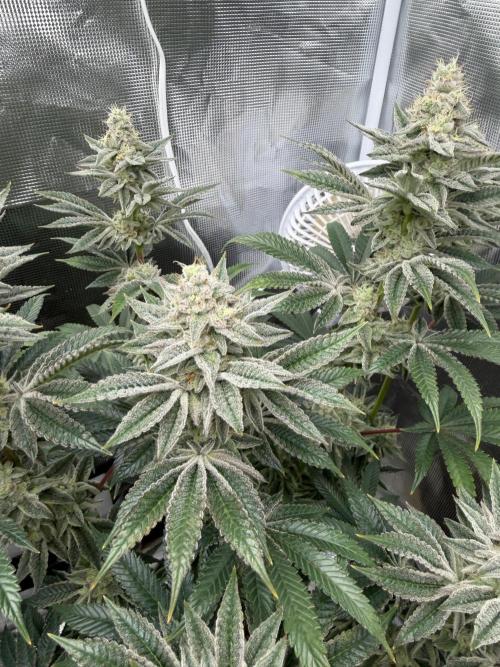 Cherry Poppers. Week 12