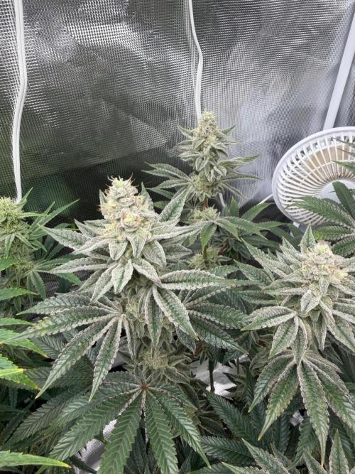 Cherry Poppers. Week 12