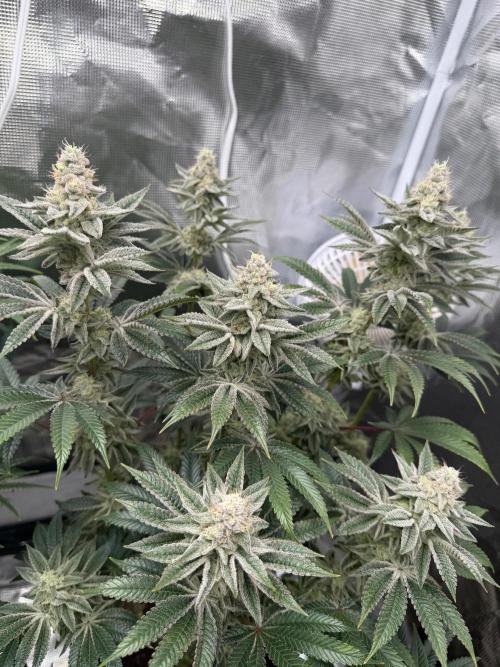 Cherry Poppers. Week 12