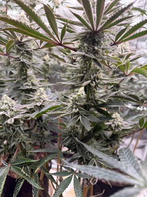 King kush breathe v2. Week 12
