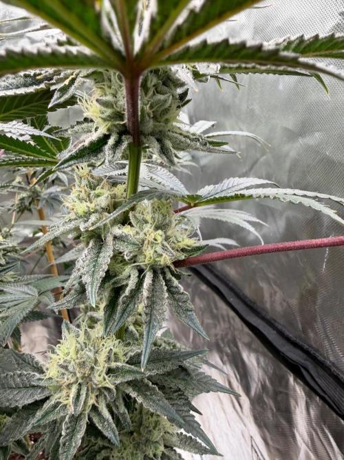 King kush breathe v2. Week 12