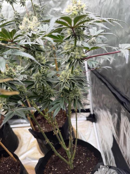 King kush breathe v2. Week 12
