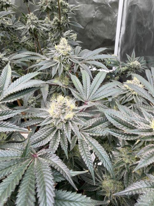 King kush breathe v2. Week 12