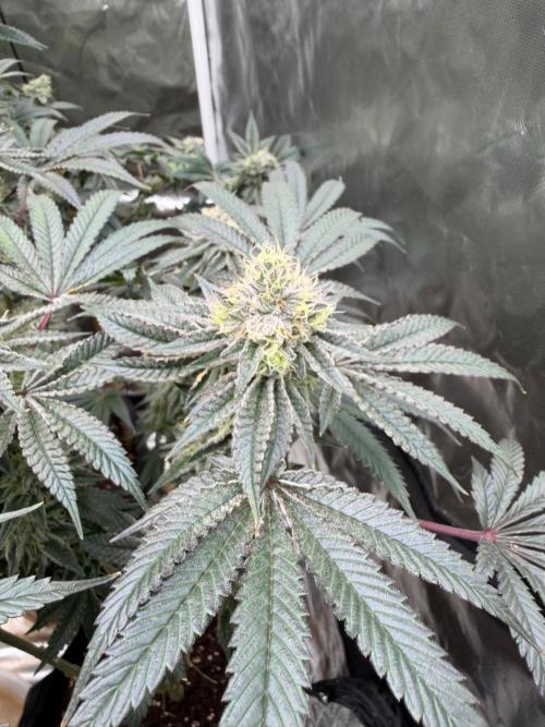 King kush breathe v2. Week 12