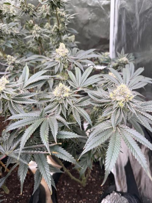 King kush breathe v2. Week 12