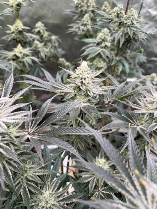 King kush breathe v2. Week 12