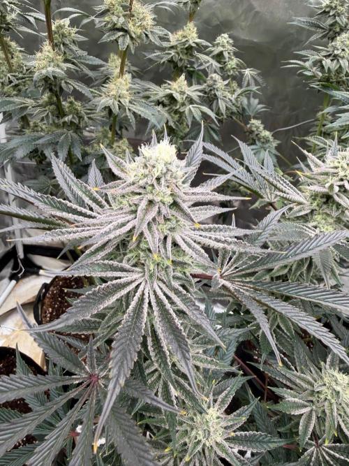 King kush breathe v2. Week 12