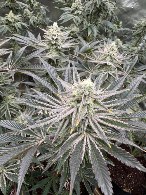 King kush breathe v2. Week 12