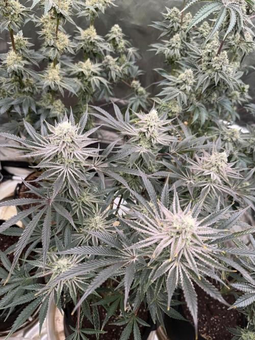 King kush breathe v2. Week 12