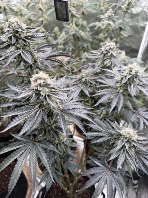 King kush breathe v2. Week 12