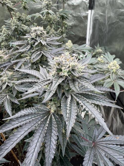 King kush breathe v2. Week 12