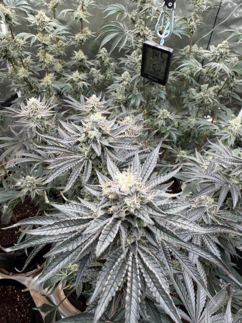 King kush breathe v2. Week 12