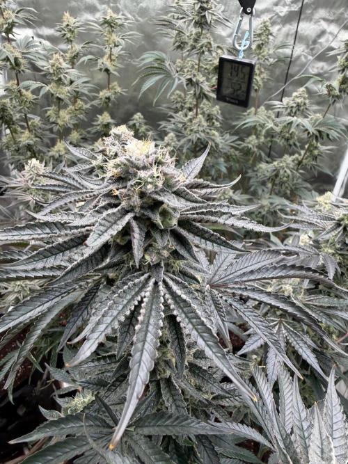 King kush breathe v2. Week 12