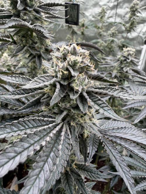 King kush breathe v2. Week 12