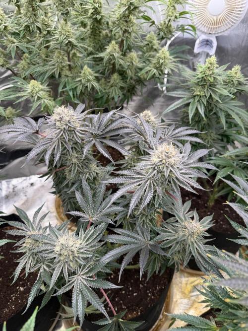 King kush breathe v2. Week 12