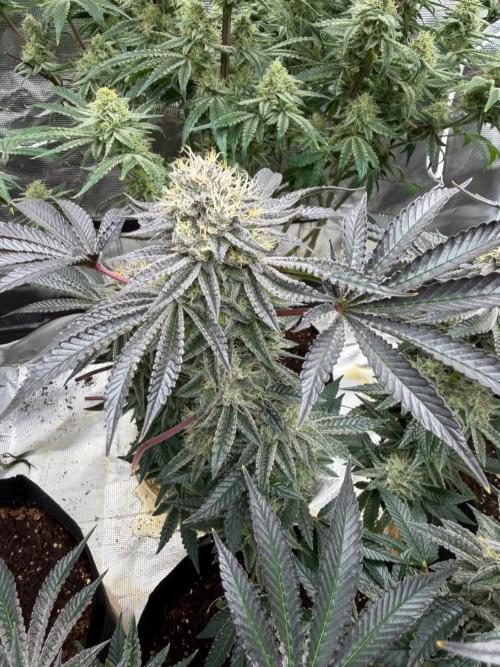 King kush breathe v2. Week 12
