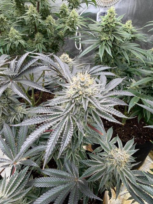Grow Tent S448 48x48x80. Week 12