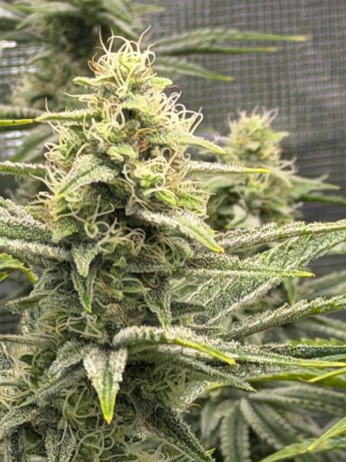 Lilac cake. Week 12