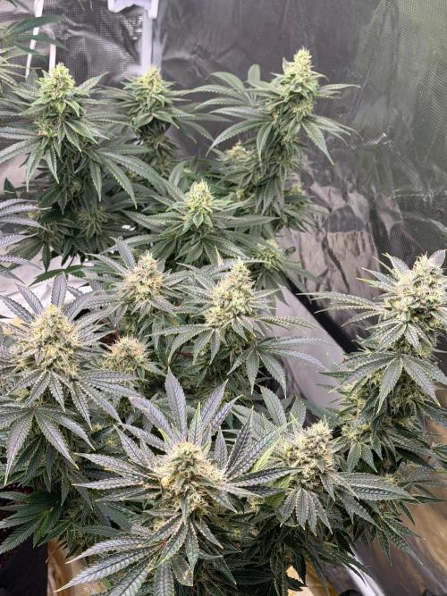 Lilac cake. Week 12