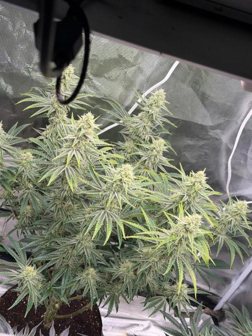 Lilac cake. Week 12