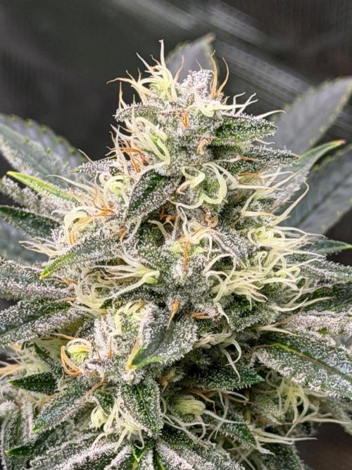Lilac cake. Week 12
