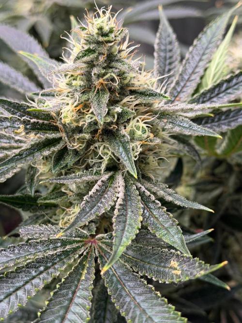 Lilac cake. Week 12