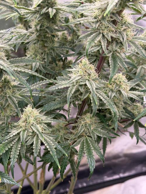 Lilac cake. Week 12