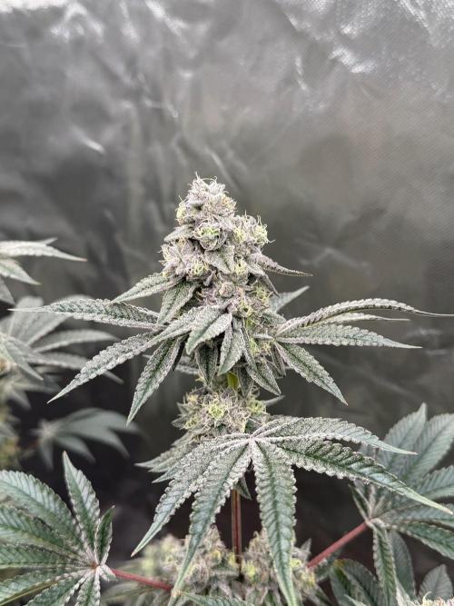 Runsetz. Week 12