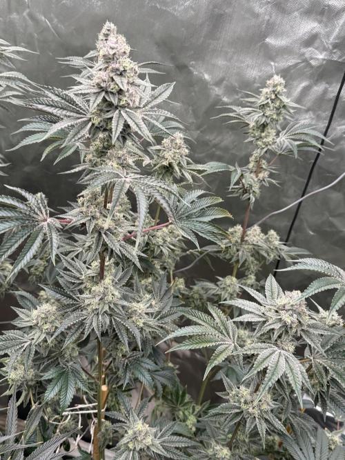 Runsetz. Week 12