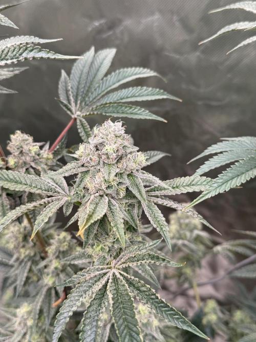 Runsetz. Week 12