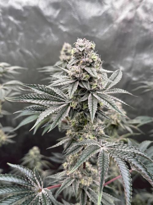 Runsetz. Week 12