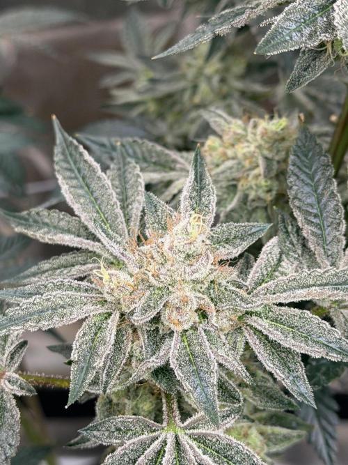 Cherry Poppers. Week 13
